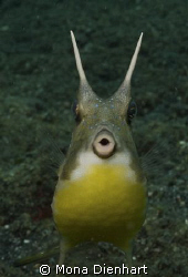I was lucky enough to watch this cowfish for while. It wa... by Mona Dienhart 